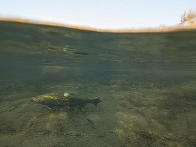 adult salmon under water